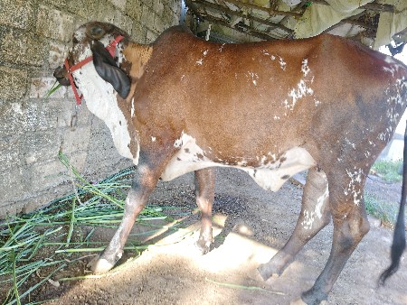 ગીર‌ ગાય