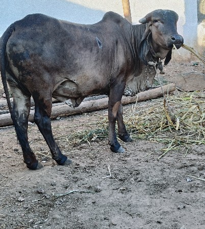 કારી હોડકી વેસવાની સે