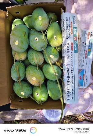 કેસર કેરી તાલાલા ગીર ની