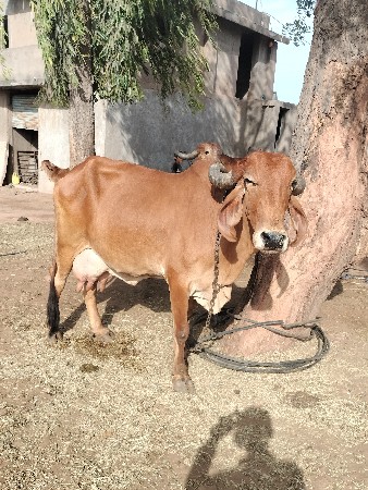 થંબનેલ 2