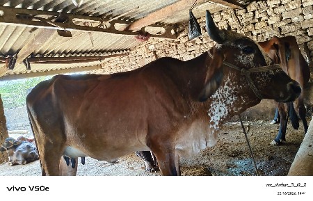 ઓડકી  વેચવાની છે