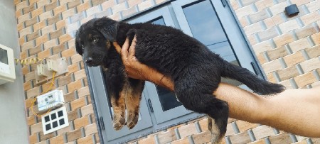 જર્મન સેફર મેલ વેસવાનો છે