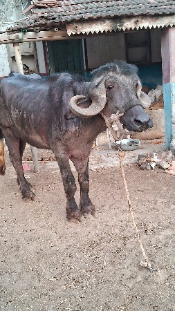 થંબનેલ 2