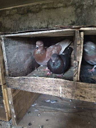 3 kabutar aapva na che