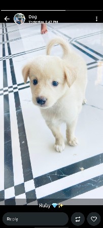 પોમેરિયન પપ્પી