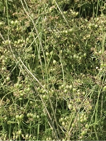 જમીન વેચવાની છે