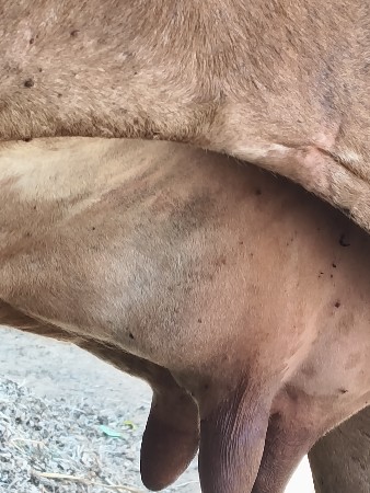 ગાય વેચવાની છે