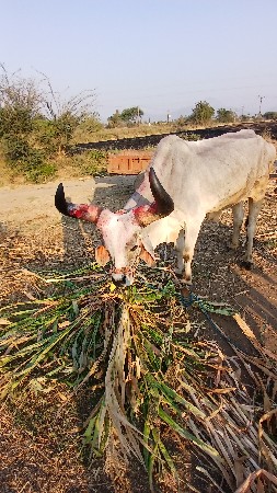 બળદ વેસવાનોસે