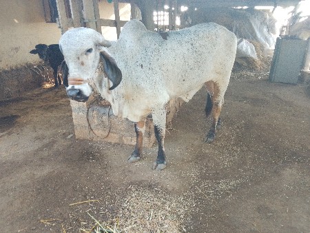 થંબનેલ 2