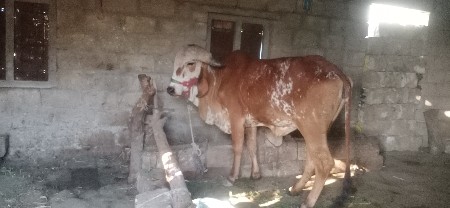 थंबनेल 2