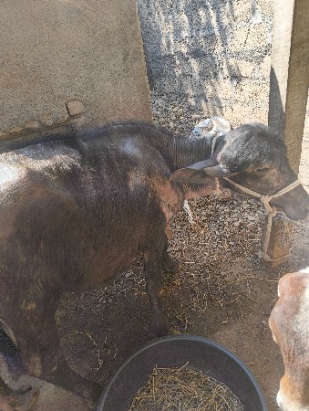 પાડી વેચવાની છે