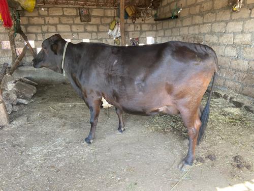 જર્સી ગાય વેચવાની છે