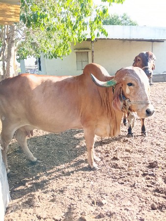 ગાય વેચવાની છે.
