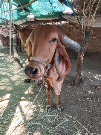 થંબનેલ 2