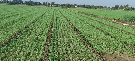 જમીન 14 વિઘા