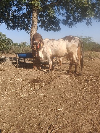 lildi mundo orginal gir hodki