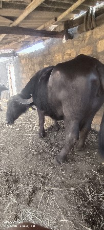 સારી ભેંસ છે