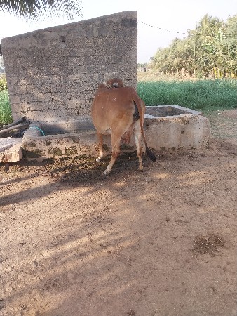 थंबनेल 3