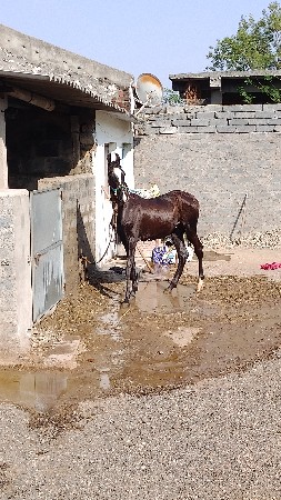 લાઈન નો ઘોડો 13 મહિનાનો વછરો વેચવાન
