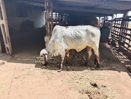 थंबनेल 2