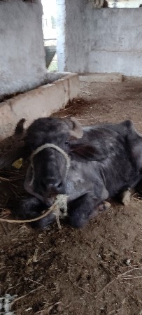 થંબનેલ 3