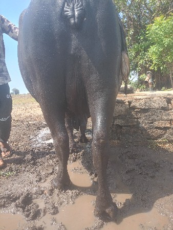 थंबनेल 3