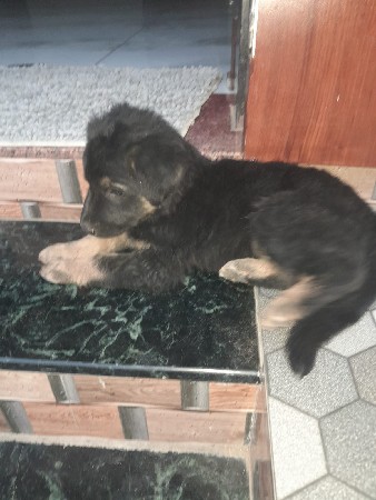 જર્મન સેફર નો મેલ વેચવાનો છે