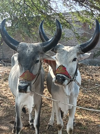 થંબનેલ 2