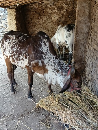 ગાય દેશી