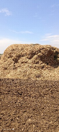 નીરણ
મગોટુ
ચણા નું ખારિયું