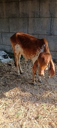 ગીર હોડકી વેસ્વની સે કાબરી