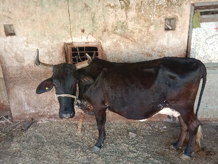 કૌચ.10..દિવચ.ની..કાચી.3.જુ.વેટર