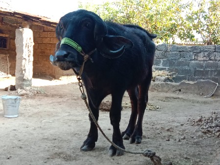 ખડેલી વેસવા ની છે