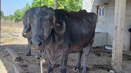 પેલું વેતર ખડેલી.