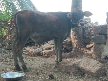 જર્સી વાસડી વેચવાની છે