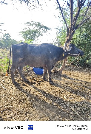 ભેંસ વેચવાની છે