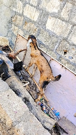 બકરા વેચવાના છે 3