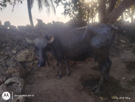 थंबनेल 2