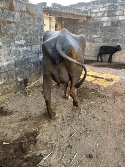 थंबनेल 2