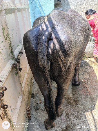 थंबनेल 2