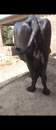 અઢી અઢી લિટર દૂધ ત્રીજો વેધર