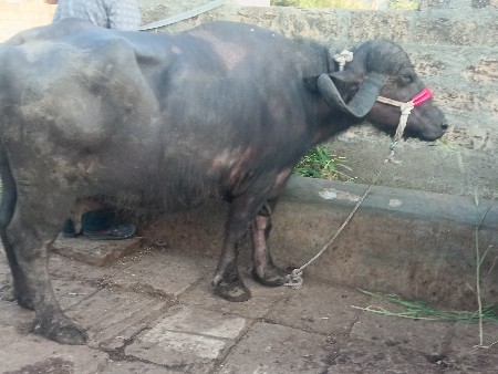 ભેંસ વેચવાની છે