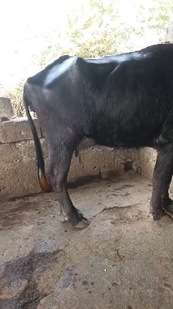 થંબનેલ 3