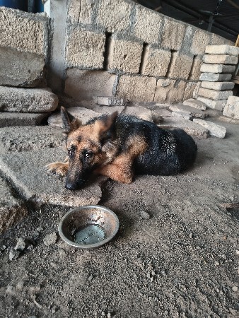 German shepherd Female