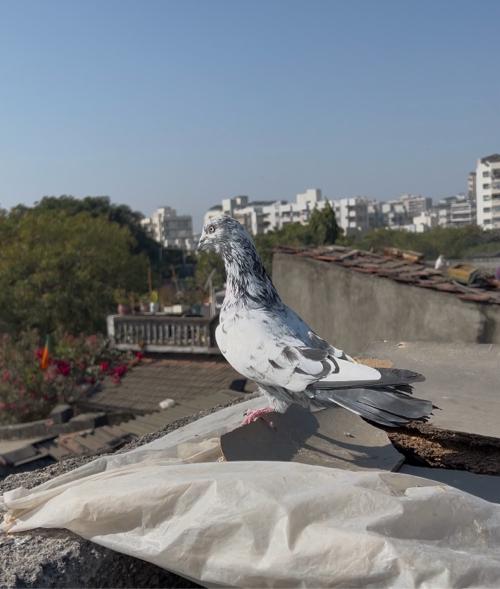 थंबनेल 2