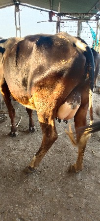 4દિવસની વીહાલ