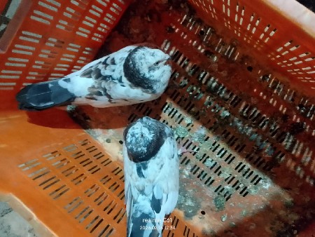 થંબનેલ 2