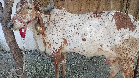 थंबनेल 2