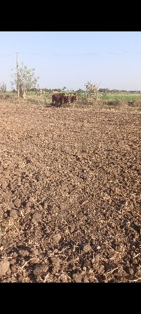 bardh vesvana se tan dhar na