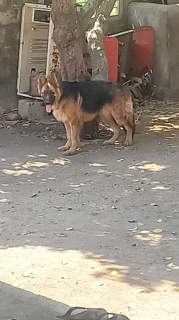 જર્મન શેફર્ડ વર્ષનો પત્ર વેચવાન